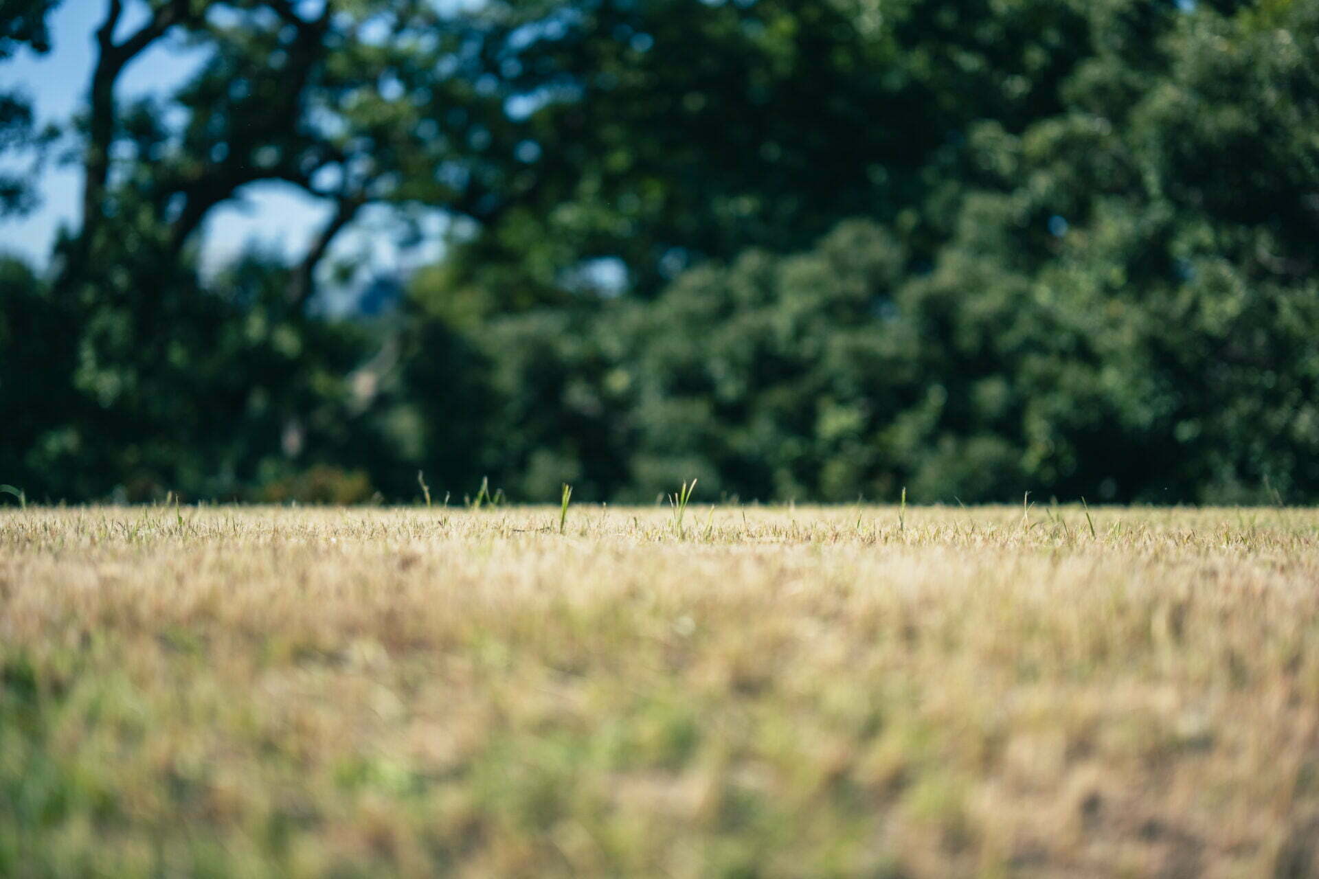 A close-up of a sunlit field with golden grass, with a blurred background showcasing tall trees and lush greenery.